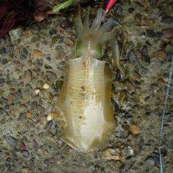 伊根青島　朝一のエギングで4ハイ　アコウも7匹☆