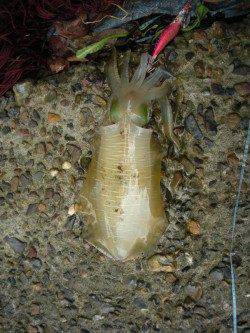 伊根青島　朝一のエギングで4ハイ　アコウも7匹☆