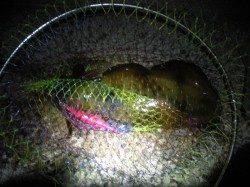 矢ひつ漁港、気温が下がったせいか渋め？エギング釣果