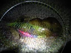 矢ひつ漁港、気温が下がったせいか渋め？エギ…