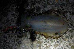 矢ひつ漁港、気温が下がったせいか渋め？エギング釣果