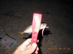 明石港、アジング短時間釣行！