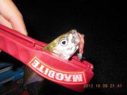 明石港、アジング短時間釣行！