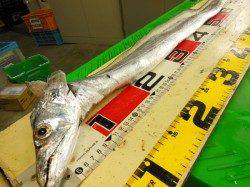 神戸港4,5,6,8防　ウキ釣りのタチウオ狙いで101cmのドラゴン級！