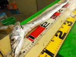 神戸港4,5,6,8防　ウキ釣りのタチウオ…