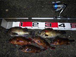 貝塚　小アジを避けながらエビ撒き釣りでメバル＆ガシラ！