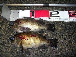 貝塚　小アジを避けながらエビ撒き釣りでメバル＆ガシラ！