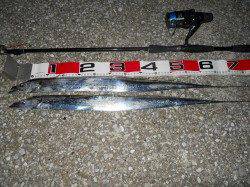 前島波止でタチウオ釣り、今季初ゲット！