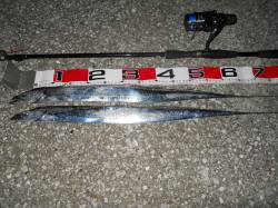 前島波止でタチウオ釣り、今季初ゲット！