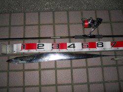 りんくうで夕まづめのタチウオワインド