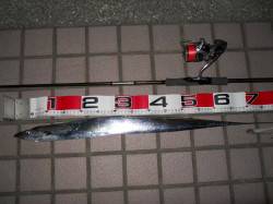 りんくうで夕まづめのタチウオワインド