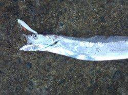 南港海釣り公園、スタート1投目から指4本クラスがヒット！！