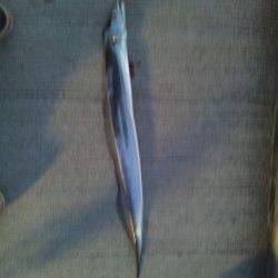 南港で太刀魚狙い&サビキ　渋めでしたが指4本クラスが出ました！