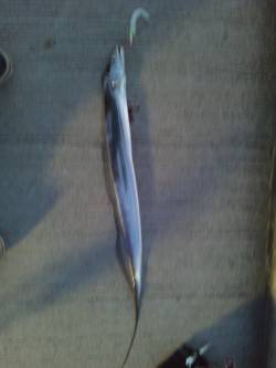 南港で太刀魚狙い&サビキ　渋めでし…