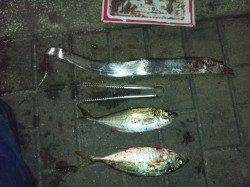 天保山にてサビキで大アジ、ワインドでタチウオも