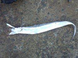 南港海釣り公園、スタート1投目から指4本クラスがヒット！！