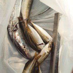 南港で太刀魚狙い&サビキ　渋めでしたが指4本クラスが出ました！