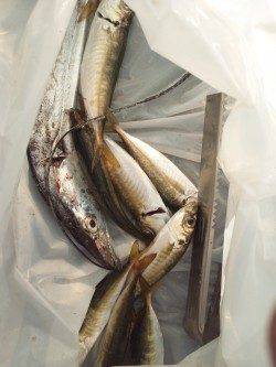 南港で太刀魚狙い&サビキ　渋めでしたが指4本クラスが出ました！