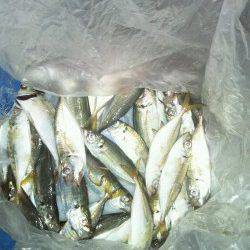 大阪南港サビキでアジ・ワインドで太刀魚の釣果