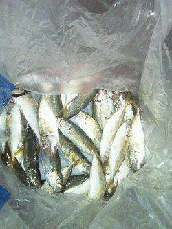 大阪南港サビキでアジ・ワインドで太刀魚の釣果