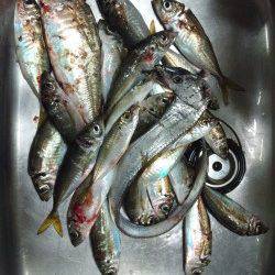 天保山にてサビキで大アジ、ワインドでタチウオも