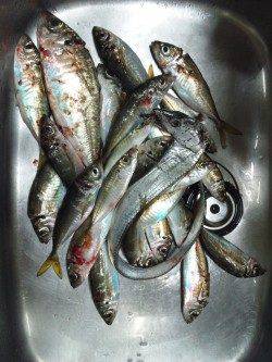 天保山にてサビキで大アジ、ワインドでタチウオも