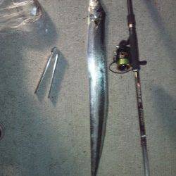 大阪南港　ワインドのタチウオは指4本の良型も！