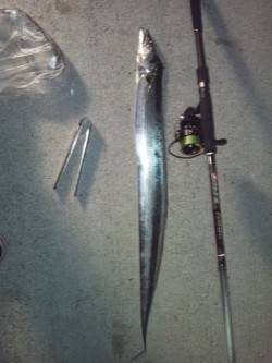 大阪南港　ワインドのタチウオは指4本の良型…