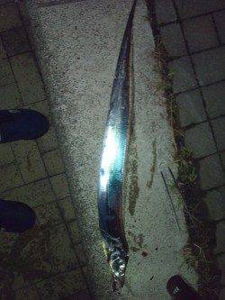 大阪南港　色々テストをしながらのワインドでタチウオ狙い