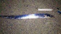 自己記録更新！★汐見埠頭でのワインド釣果★