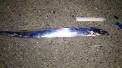 自己記録更新！★汐見埠頭でのワインド釣果★…