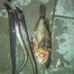 大阪南港でワインド、よくアタってタチウオ７本