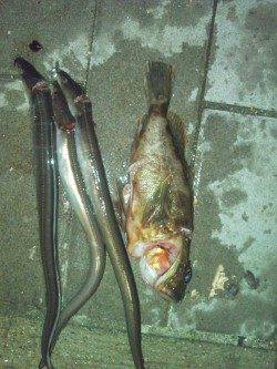 大阪南港でワインド、よくアタってタチウオ７本