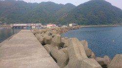 早瀬でエギング、港内で3杯、港外で1杯釣れました