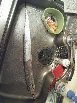 大阪南港　色々テストをしながらのワインドでタチウオ狙い