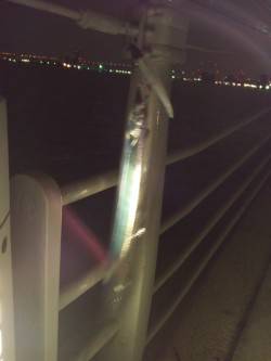 大阪南港でワインド、割りとコンスタントに手…