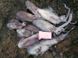 串本ランガン釣行　アオリイカ合計18ハイ！…