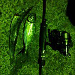 伊根　エギングは渋めの釣果　アジングに変更後はアジ＆カマス