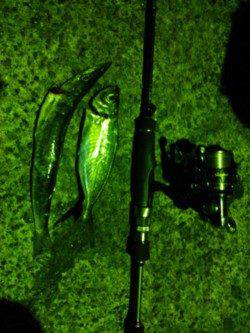 伊根　エギングは渋めの釣果　アジングに変更後はアジ＆カマス