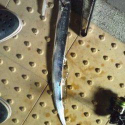 大阪南港でワインド、割りとコンスタントに手前で釣れました