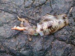 串本ランガン釣行　アオリイカ合計18ハイ！