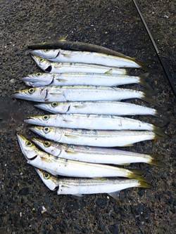 伊根　エギングは渋めの釣果　アジングに変更…