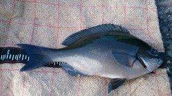 潮吹岩でフカセ釣り、尾長グレ29センチ一尾