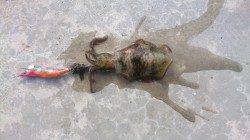 早瀬でエギング、港内で3杯、港外で1杯釣れました