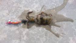 早瀬でエギング、港内で3杯、港外で1杯釣れ…