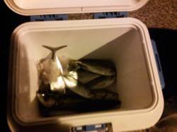 ポートアイランド北公園周辺へアジングへ