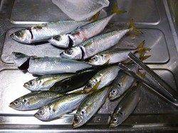 ポートアイランド北公園周辺へアジングへ