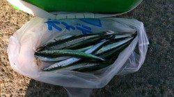 汐見埠頭　サヨリはポツポツアタリ12匹　夕方はタチウオも