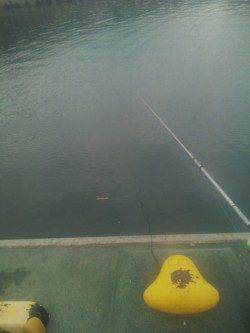 田ノ浦で紀州釣り、順調に5枚のチヌが釣れました♪