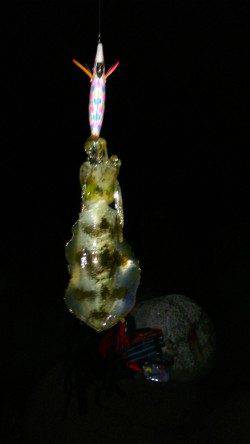 松帆の浦、大潮の満潮に入りエギング